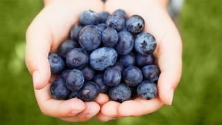 handful-of-blueberries-1502.jpg